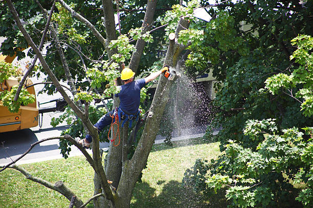 Best Tree Disease Treatment  in Gibson City, IL